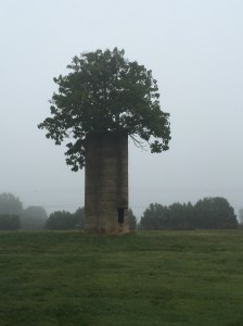 Tree Overcoming Adversity